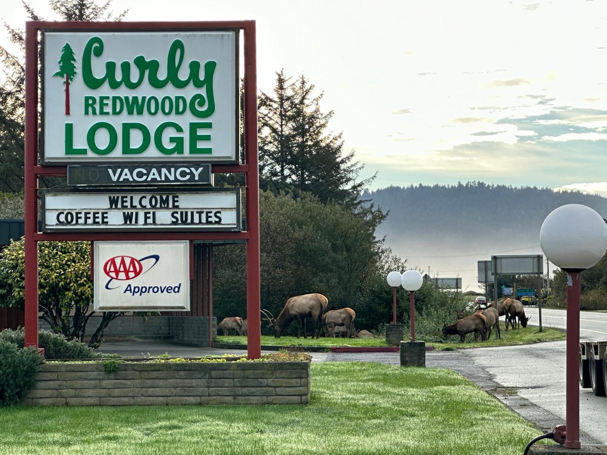 Curly Redwood Lodge Кресент-Сити Экстерьер фото